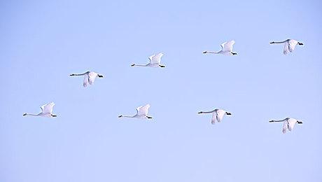 《女神异闻录》《真女神转生》等或将推出改编剧